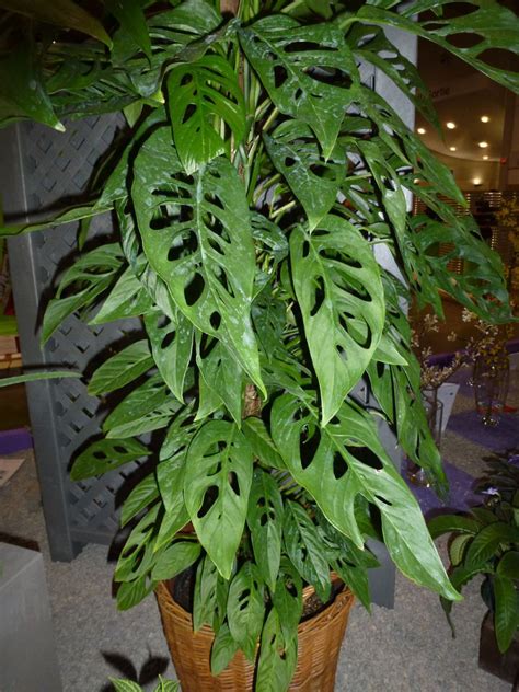 龜背竹英文|袁晓辉 Rita : 龜背竹 Monstera deliciosa